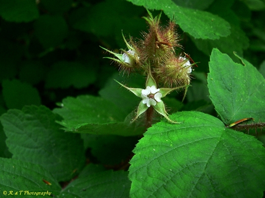 {Rubus phoenicolasius}